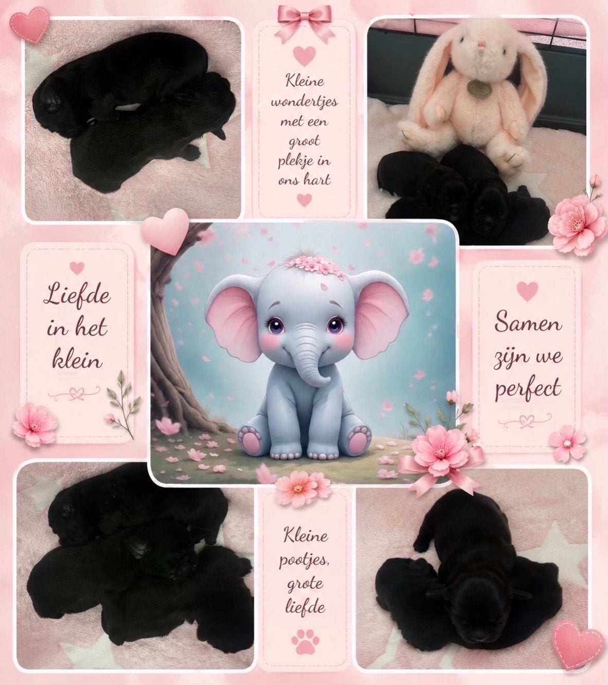 Boomer Pups, Dieren en Toebehoren, Overige rassen, 8 tot 15 weken, Parvo, Meerdere