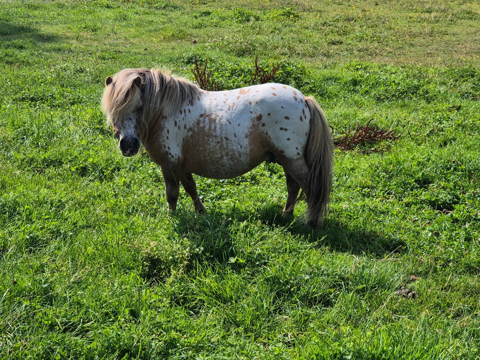 Mini appaloosa dekhengstje, Hengst