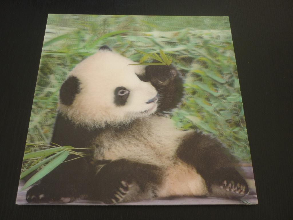 3D schilderij panda / foto pandabeer / jungle / vierkant, 30 cm, Schilderij, Hout, Ophalen of Verzenden