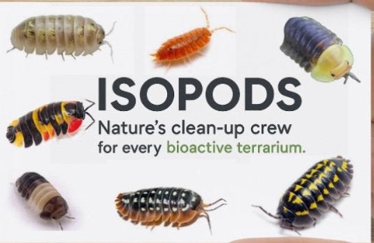 Isopods - springstaartjes - kevers - toebehoren, Dieren en Toebehoren, Ophalen of Verzenden, Nieuw