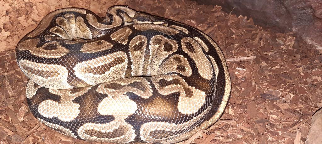 Ball python/en veel toebehoren  o.a samengevoegde terrariums, Dieren en Toebehoren, Slang, Met terrarium, 3 tot 6 jaar