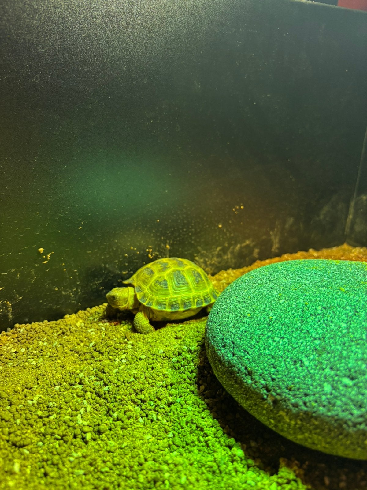 Russische vierteen schildpad Tortoise - unknown for sale from Koicompagnie