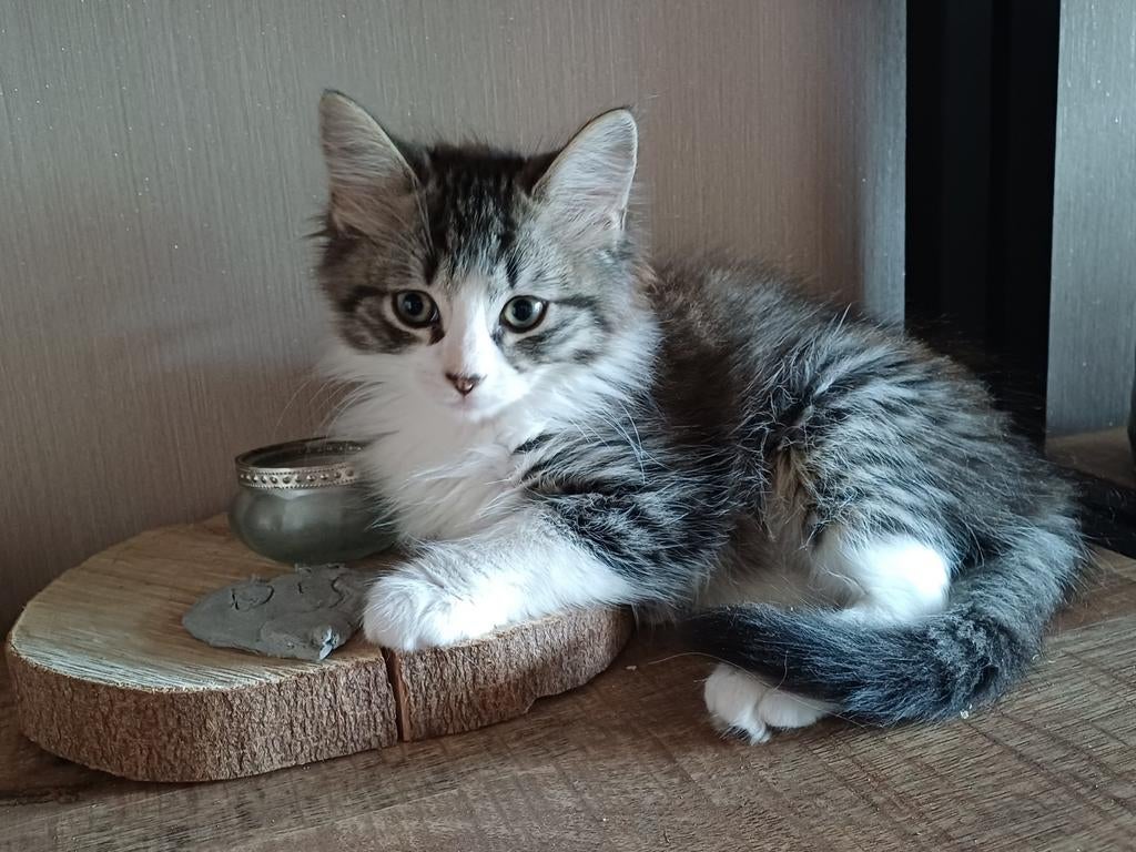 Prachtige Maincoon x Ragdoll kittens, Dieren en Toebehoren, Katten en Kittens | Raskatten | Langhaar, Meerdere dieren, Gechipt
