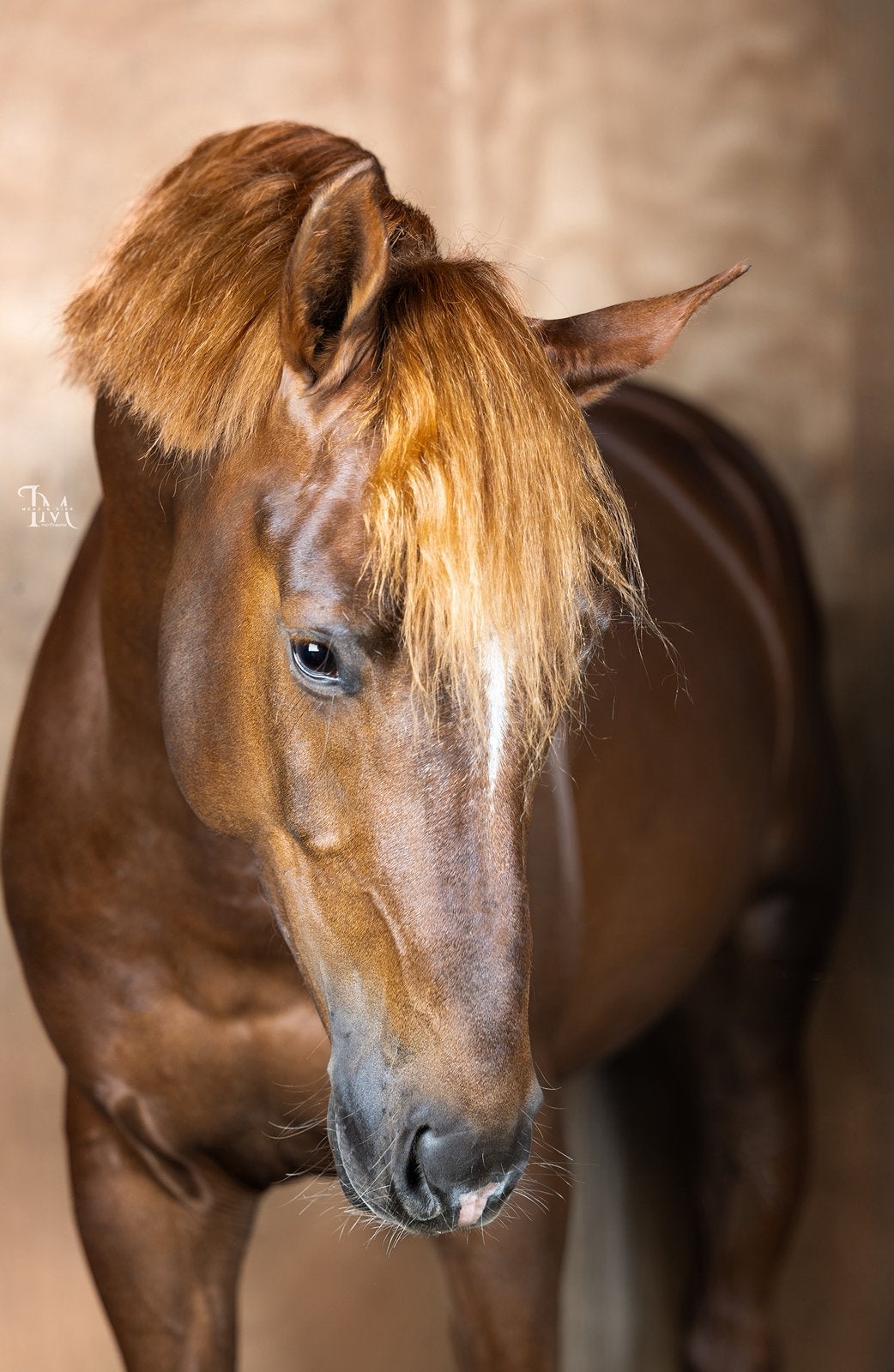 Allround 5 jarige d pony (148cm), Springpaard, Minder dan 160 cm, Met stamboom, Hengst