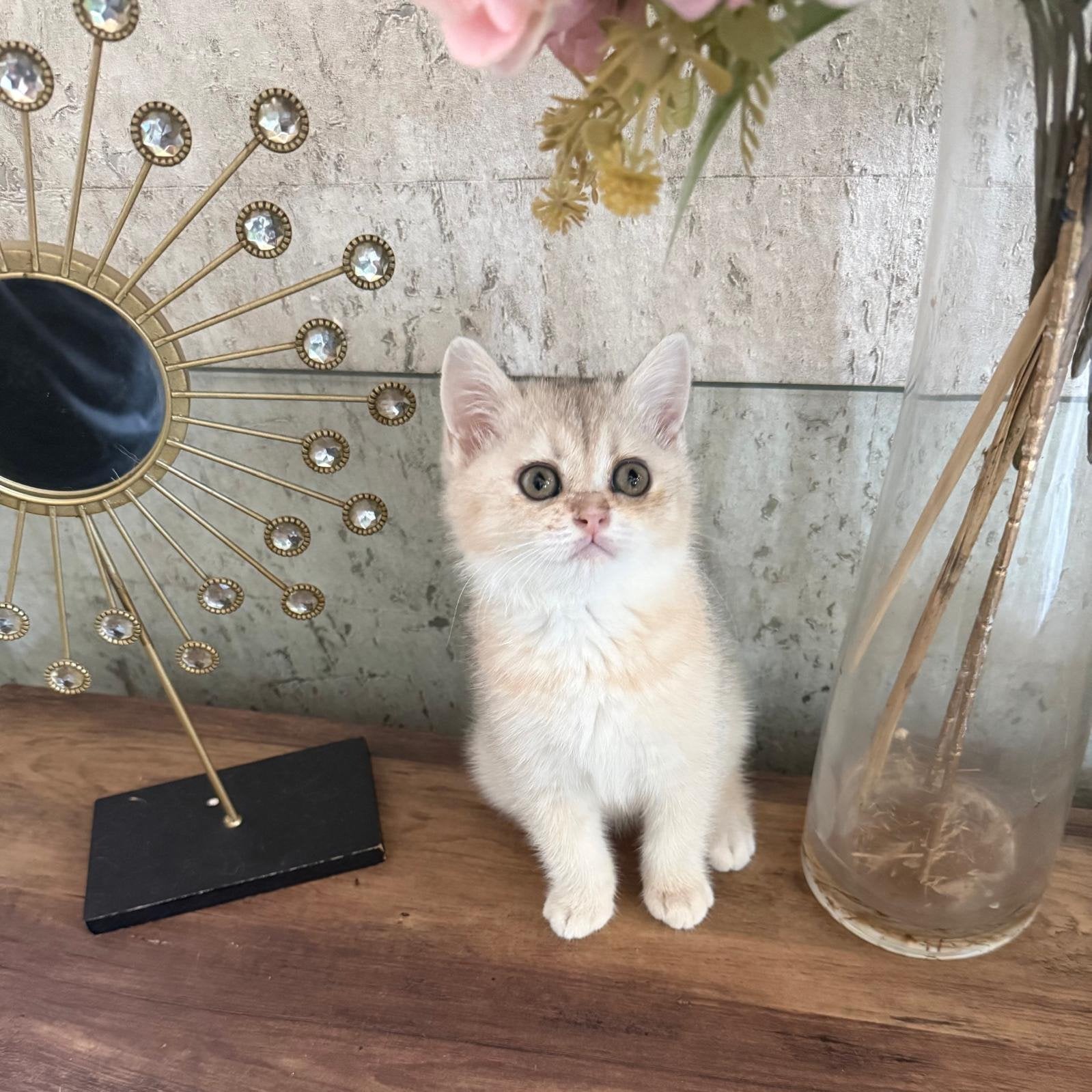 Britse korthaar kittens, Poes, Ontwormd, 0 tot 2 jaar