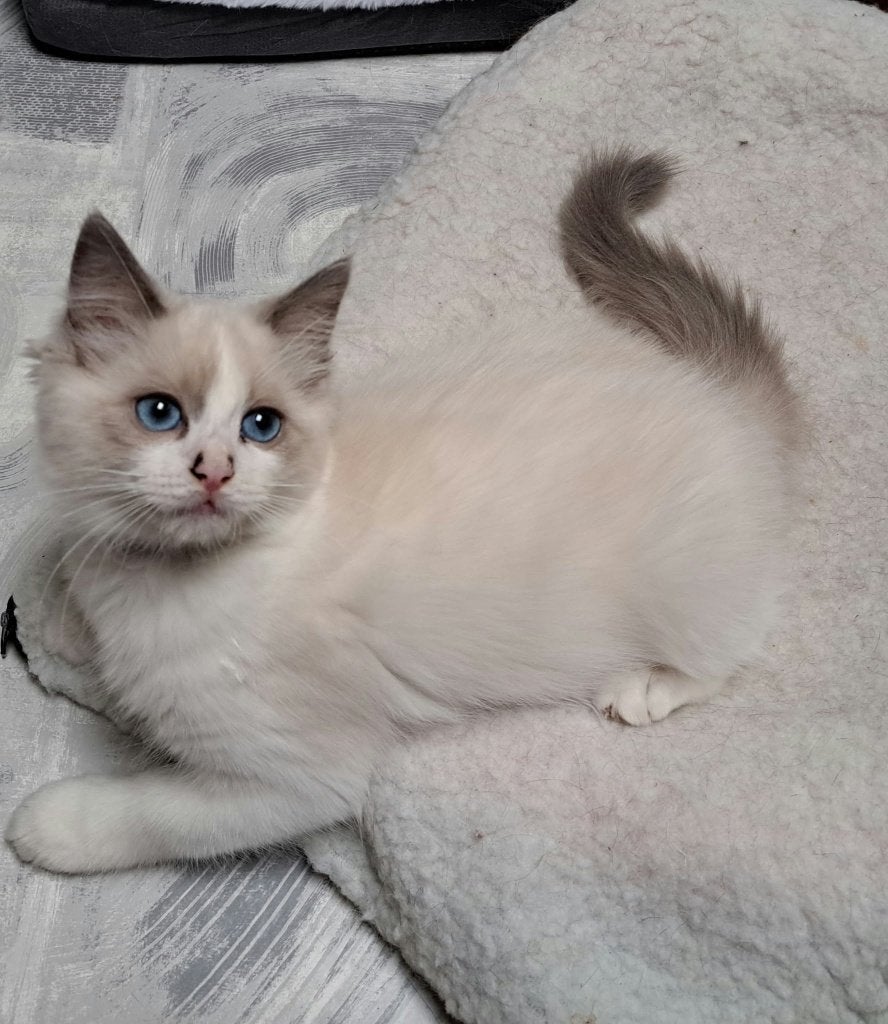 ragdoll kitten, Poes, Met stamboom, 0 tot 2 jaar