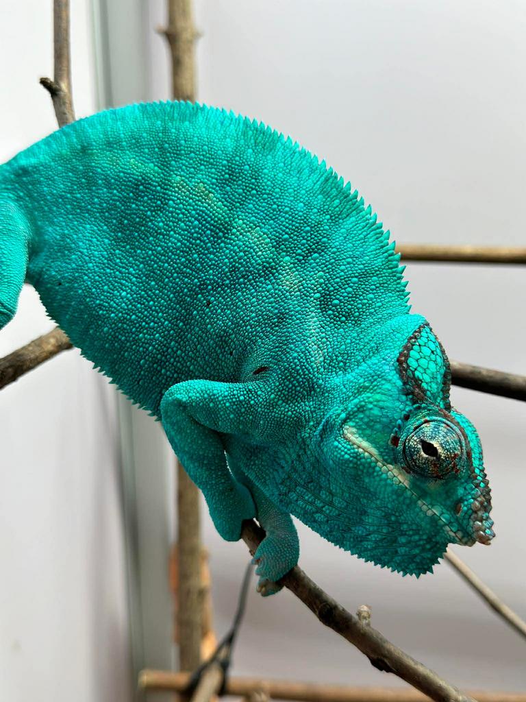 Furcifer pardalis 1.0, Hagedis, Tam, 0 tot 2 jaar