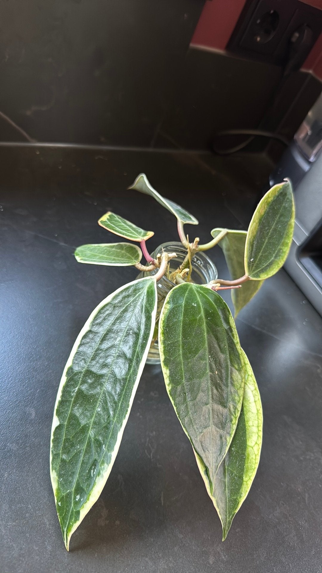 Hoya Macrophylla Albo, Ophalen of Verzenden, Halfschaduw, Minder dan 100 cm