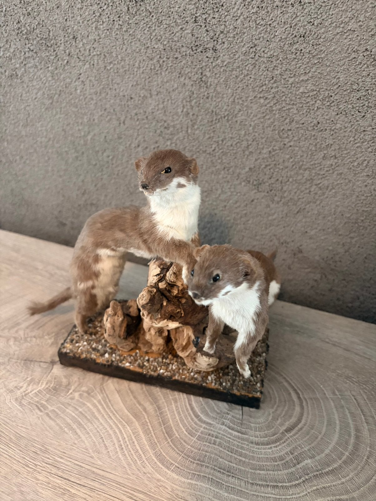 Opgezette wezeltjes., Verzamelen, Dierenverzamelingen, Ophalen of Verzenden, Nieuw, Overige soorten, Opgezet dier