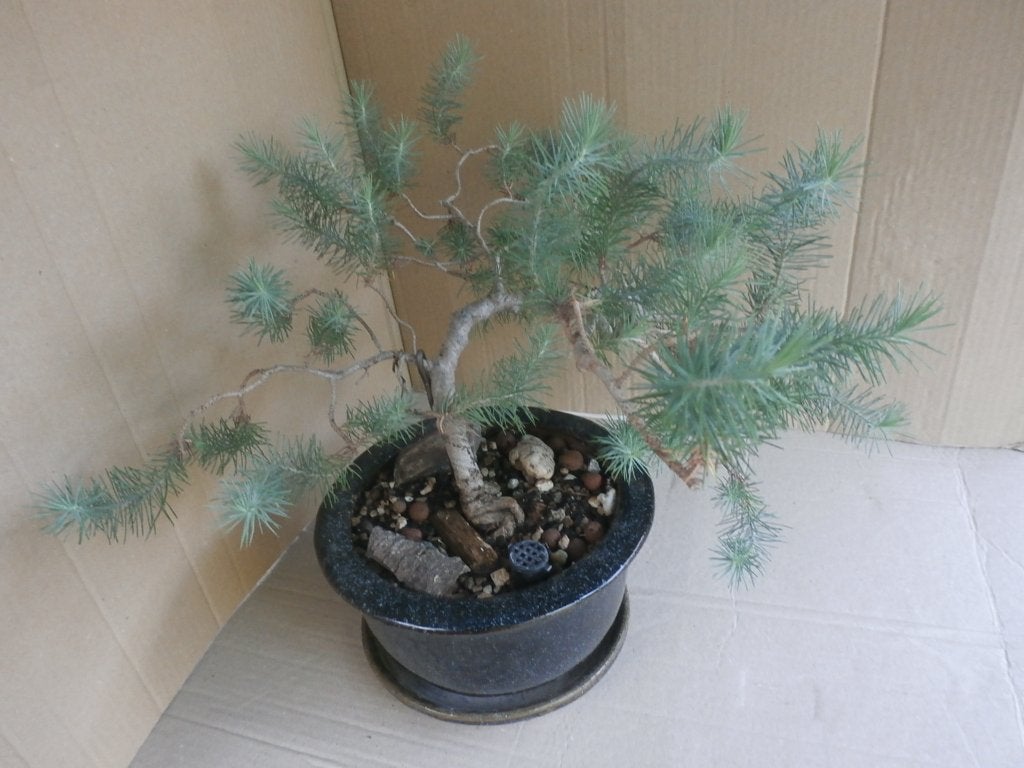 BONSAI., Bloeit niet, Halfschaduw, Overige soorten, Minder dan 100 cm