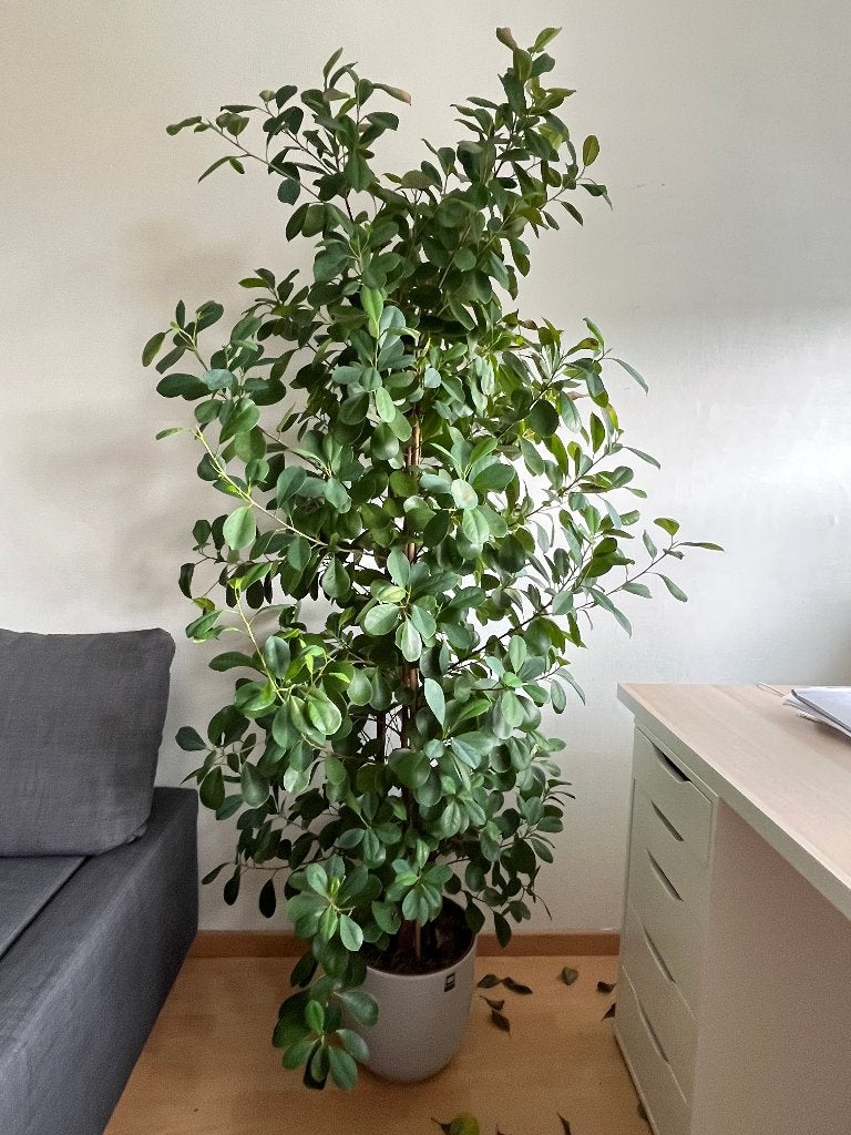 Ficus, Huis en Inrichting, Ophalen, Ficus, Halfschaduw, 150 tot 200 cm
