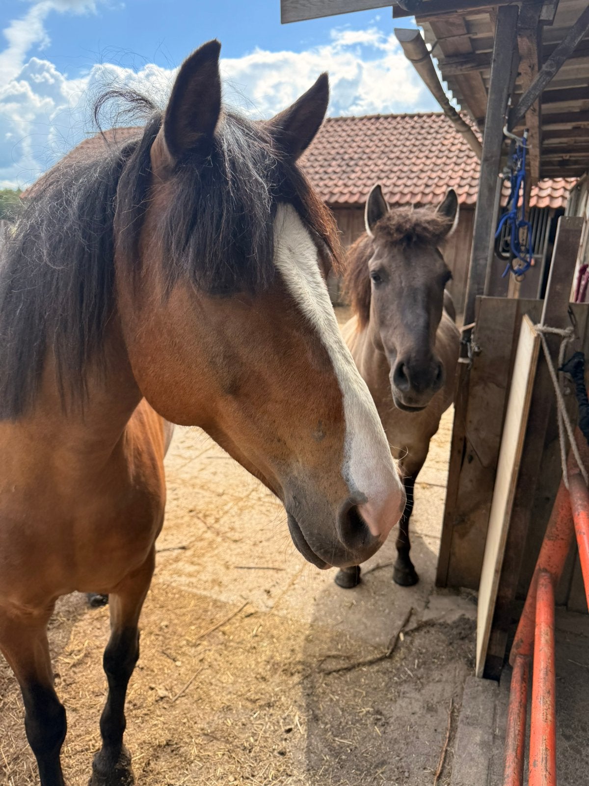 Merie, Zadelmak, 11 jaar of ouder, Recreatiepony, D pony (1.37m tot 1.48m)