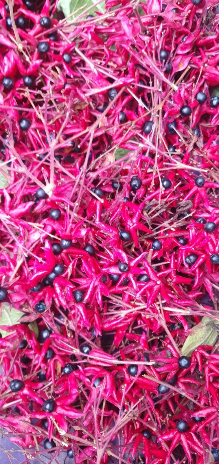 50 zaden Clerodendrum Trichotomum Kansenboom, Tuin en Terras, Ophalen of Verzenden, Volle zon