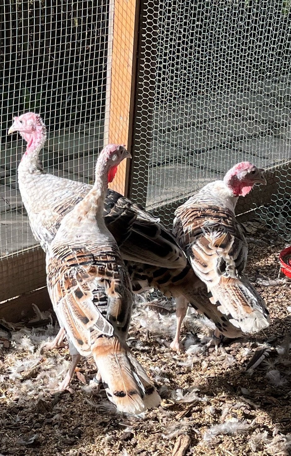 Ronquières-kalkoen Geelschouder, Meerdere dieren, Kalkoen