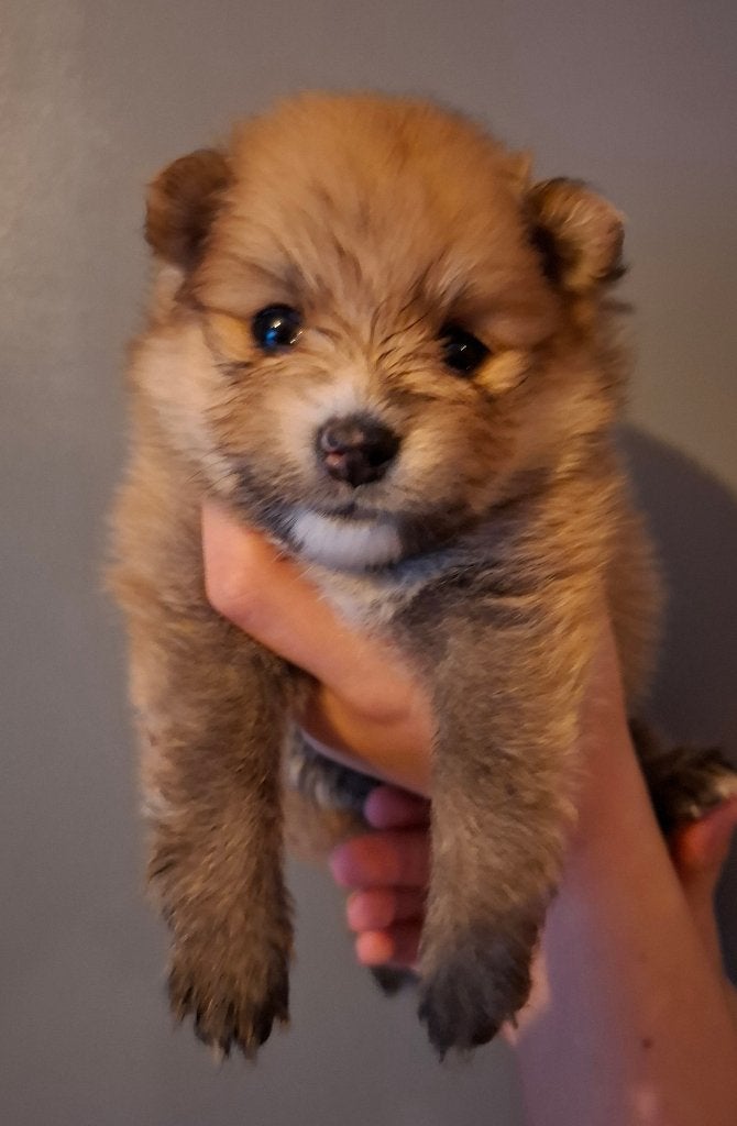 beschikbaar 3 pomeriaan teefjes, Keeshond, CDV (hondenziekte), 8 tot 15 weken, Meerdere