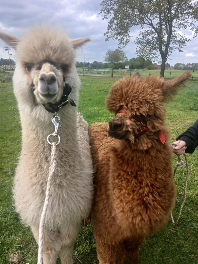 2 alpaca bokjes, Dieren en Toebehoren, Mei, Mannelijk