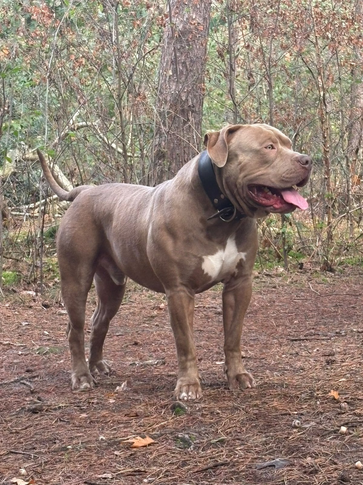American Bully XL Dekreu – RANGER, Reu, 1 tot 2 jaar, Eén hond, CDV (hondenziekte)