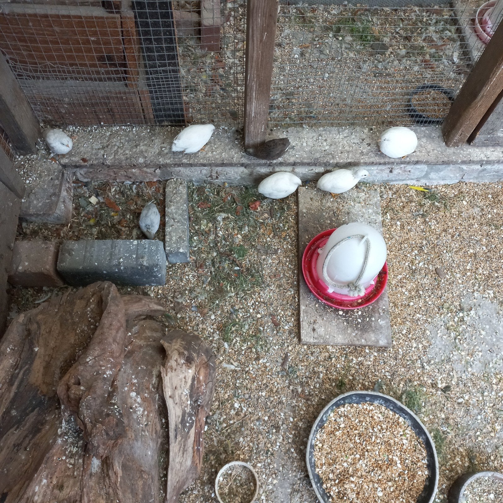 Te koop chinese dwergkwartels, Dieren en Toebehoren, Meerdere dieren