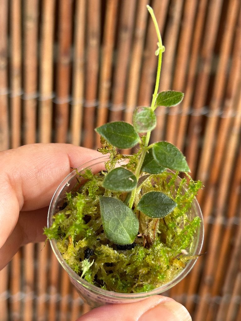 Hoya sp mini Papua 04🪴, Huis en Inrichting, In pot, Minder dan 100 cm, Bloeiende kamerplant, Halfschaduw