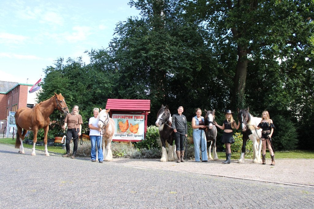 Stalling/ weidegang aangeboden te Oude Pekela! Half pension!, Dieren en Toebehoren, Stalling en Weidegang, Hil-nel@hetnet.nl, Weidegang