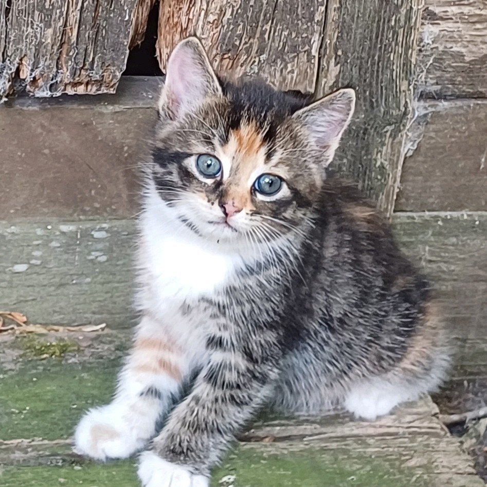 Gezellige 50% Britse korthaar kittens poesjes en katertjes.., Meerdere dieren, Langharig, 0 tot 2 jaar