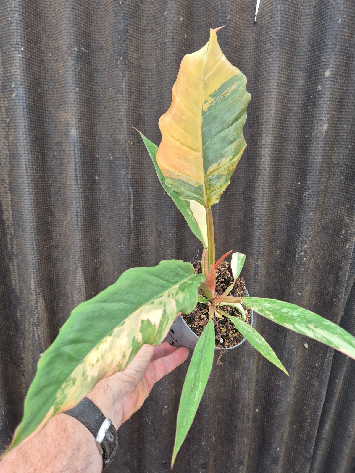 Philodendron Caramel Marble p12 (3), Huis en Inrichting, Kamerplanten, Ophalen of Verzenden, Halfschaduw, Minder dan 100 cm