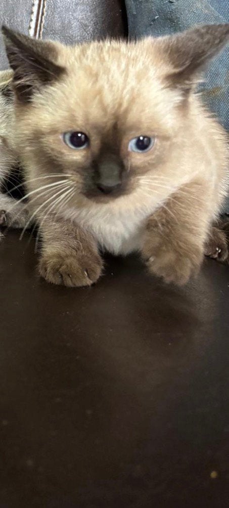 Jonge kitten, Dieren en Toebehoren, Poes, Ontwormd