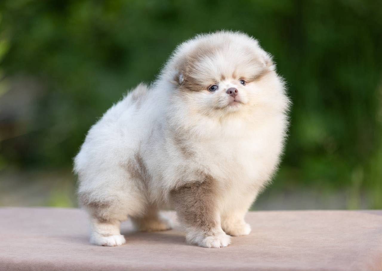 Prachtige Mini Pomeriaan Bear Face Puppy’s Beschikbaar, Particulier, 15 weken tot 1 jaar, Overige rassen, Buitenland