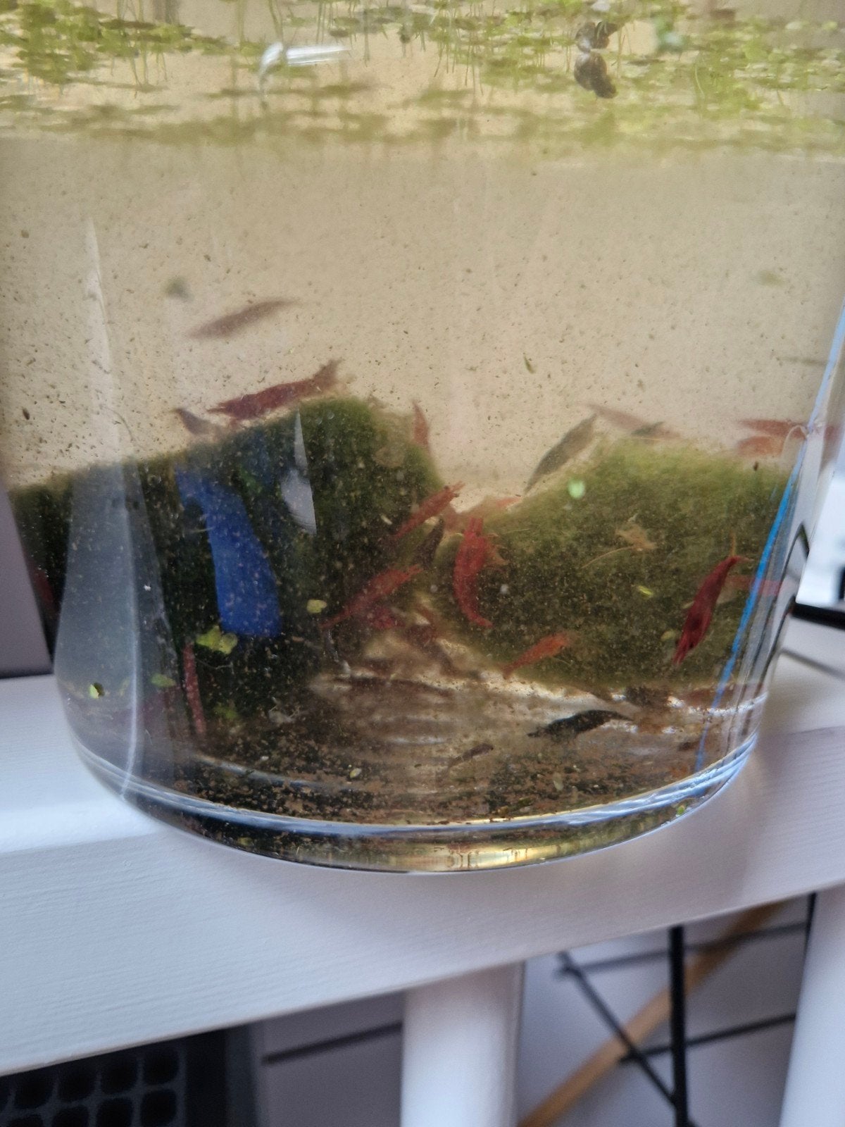 superfish panorama 50 met garnalen guppen gourami, Vis