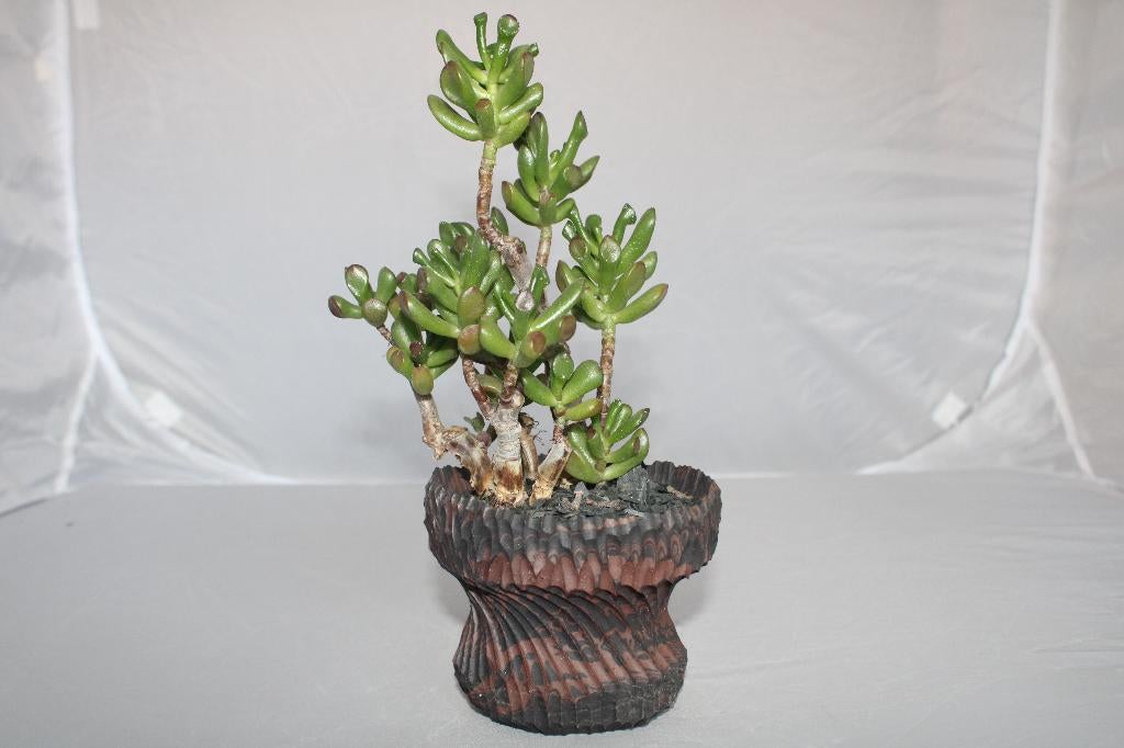 crassula ovata, Vetplant, Ophalen of Verzenden, Minder dan 100 cm, Volle zon