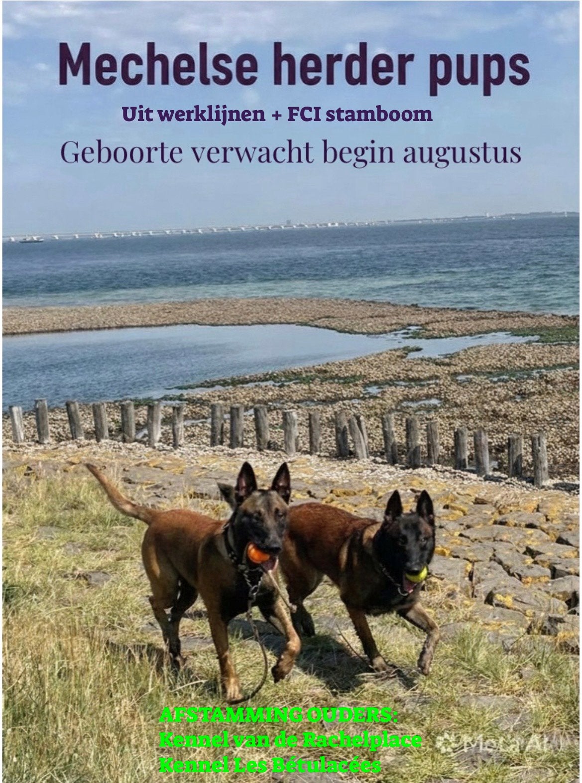 Mechelse herderpups werklijn met FCI Stamboom, Dieren en Toebehoren, Honden | Herdershonden en Veedrijvers, 8 tot 15 weken, Parvo