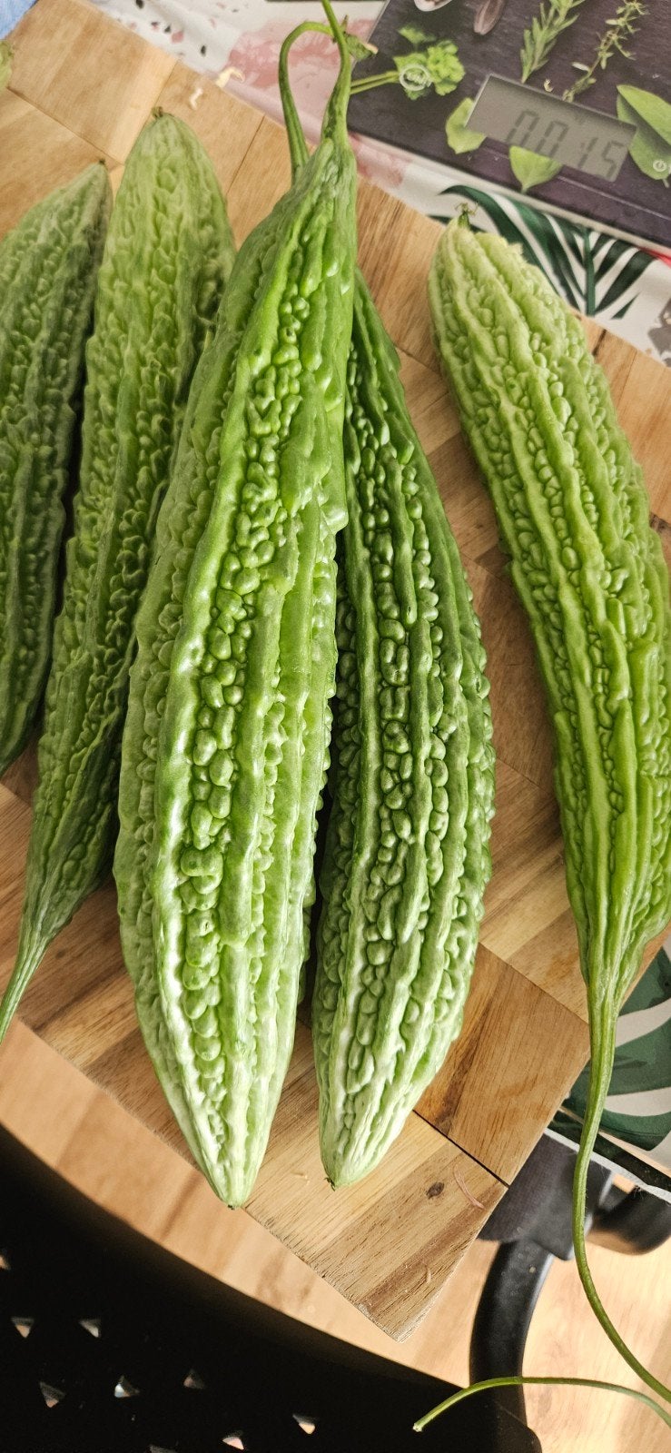 kugua bittermeloen sopropo, Ophalen, Eenjarig, Groenteplanten, Volle zon