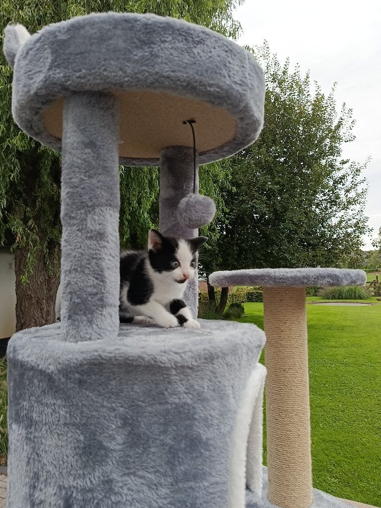 kittens, nog 1 poesje, Poes, Kortharig, 0 tot 2 jaar