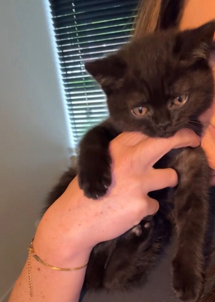 Nog 2 raszuivere  Britse korthaar kittens beschikbaar, Dieren en Toebehoren, Meerdere dieren, Ontwormd, 0 tot 2 jaar