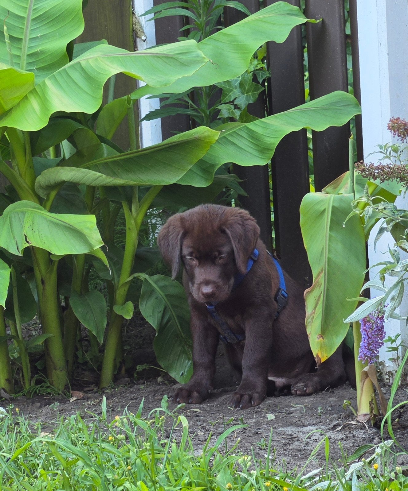 Labrador pup zoekt gouden huis, Parvo, Reu, 8 tot 15 weken, Eén hond