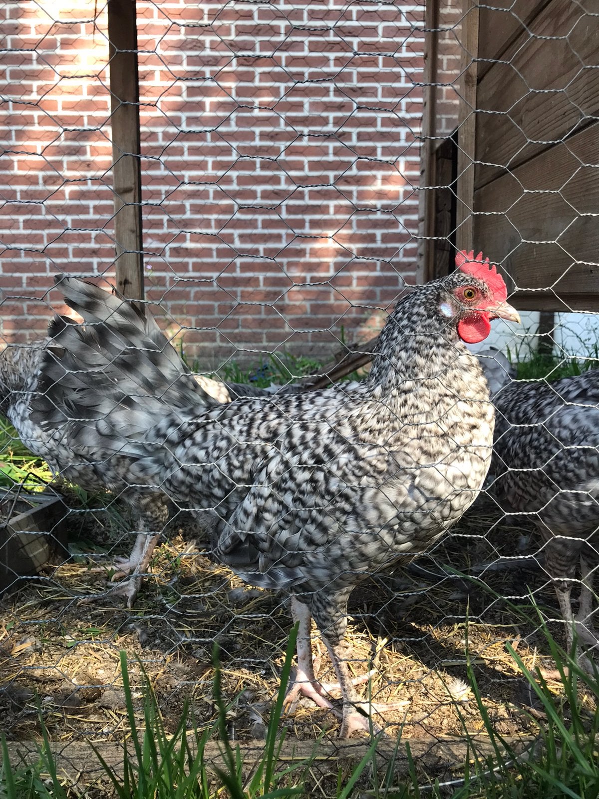 Prachtige hanen Friese Koekoek, Mannelijk, Kip