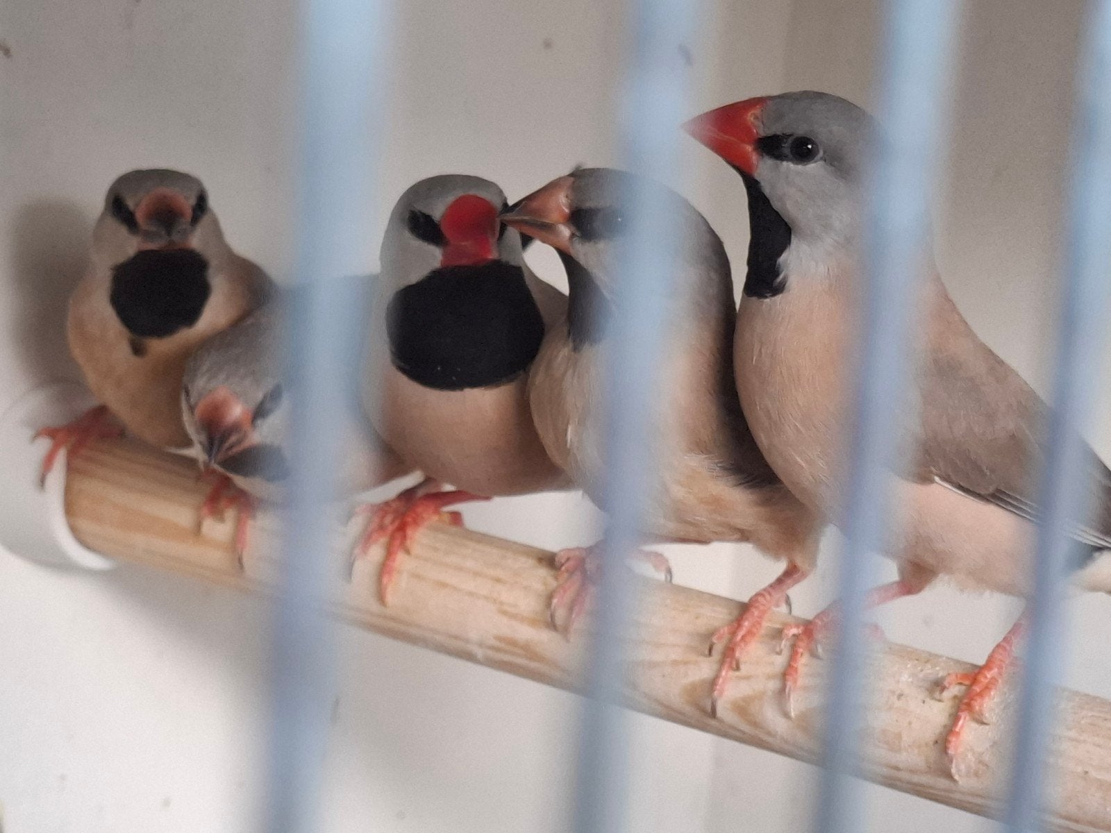 2 Japanse meeuwtjes en 2 Spitsstaartjes - volière vogels, Dieren en Toebehoren, Vogels | Overige Vogels, Meerdere dieren, Geringd