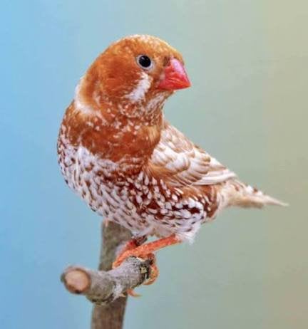 Ruimte voor parkieten, zebravinken, kanarie in grotekooi, Meerdere dieren, Kleurkanarie