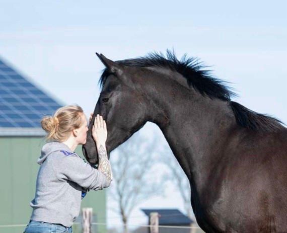 Stalling aangeboden NH Middenmeer paddock paradise/wei, Dieren en Toebehoren, Stalling en Weidegang, Stalling, Weidegang, Toebehoren