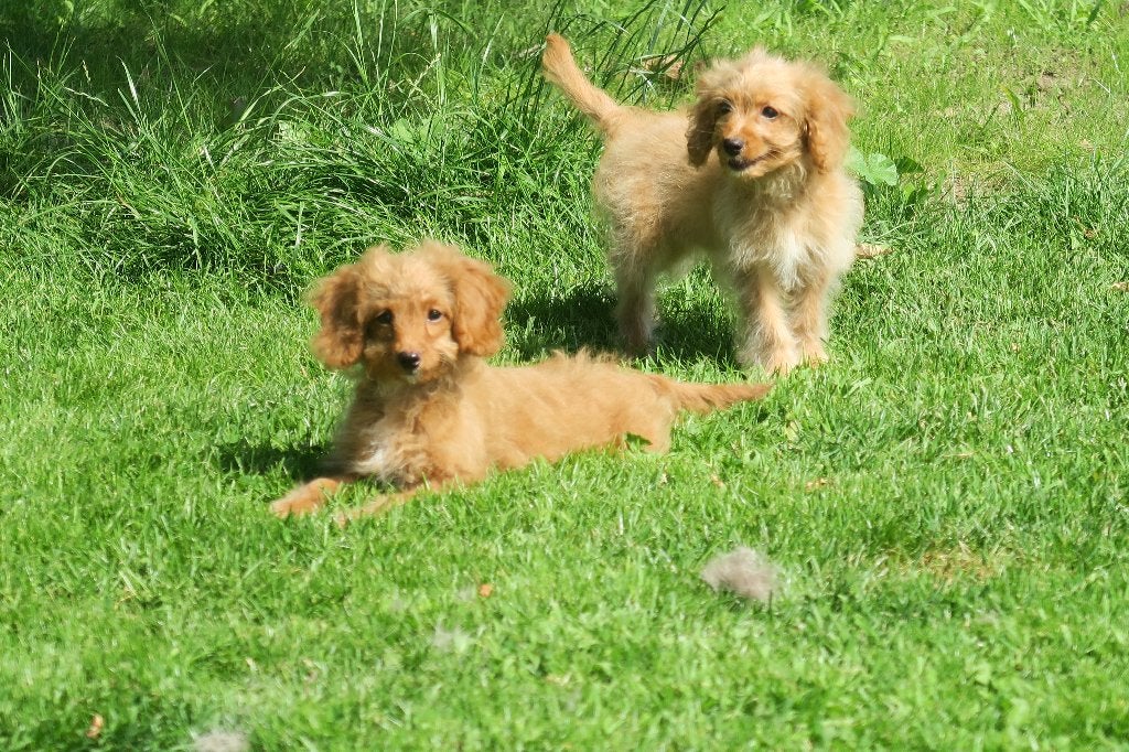Cavapoo puber pups teefjes, Dieren en Toebehoren, Parvo, Nederland, 8 tot 15 weken, Meerdere