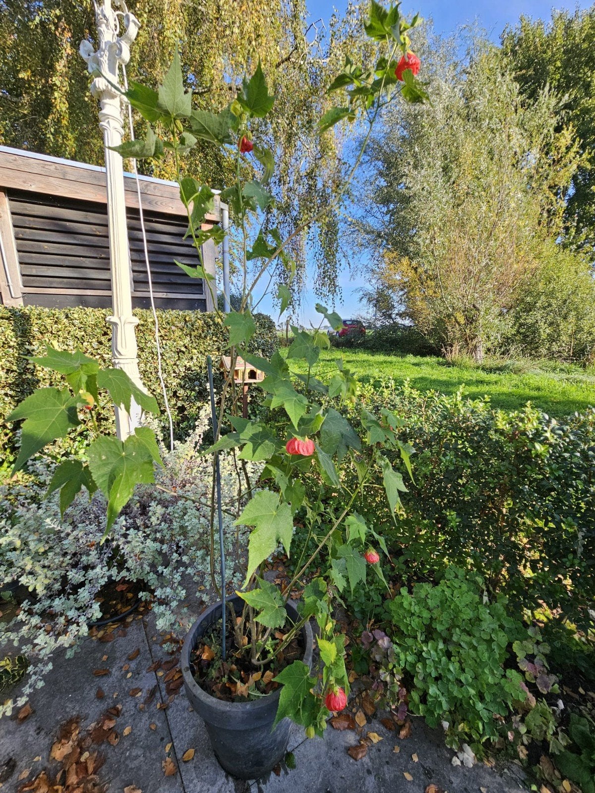 Abutilon in pot, Overige soorten, 100 tot 250 cm, Zomer, Ophalen