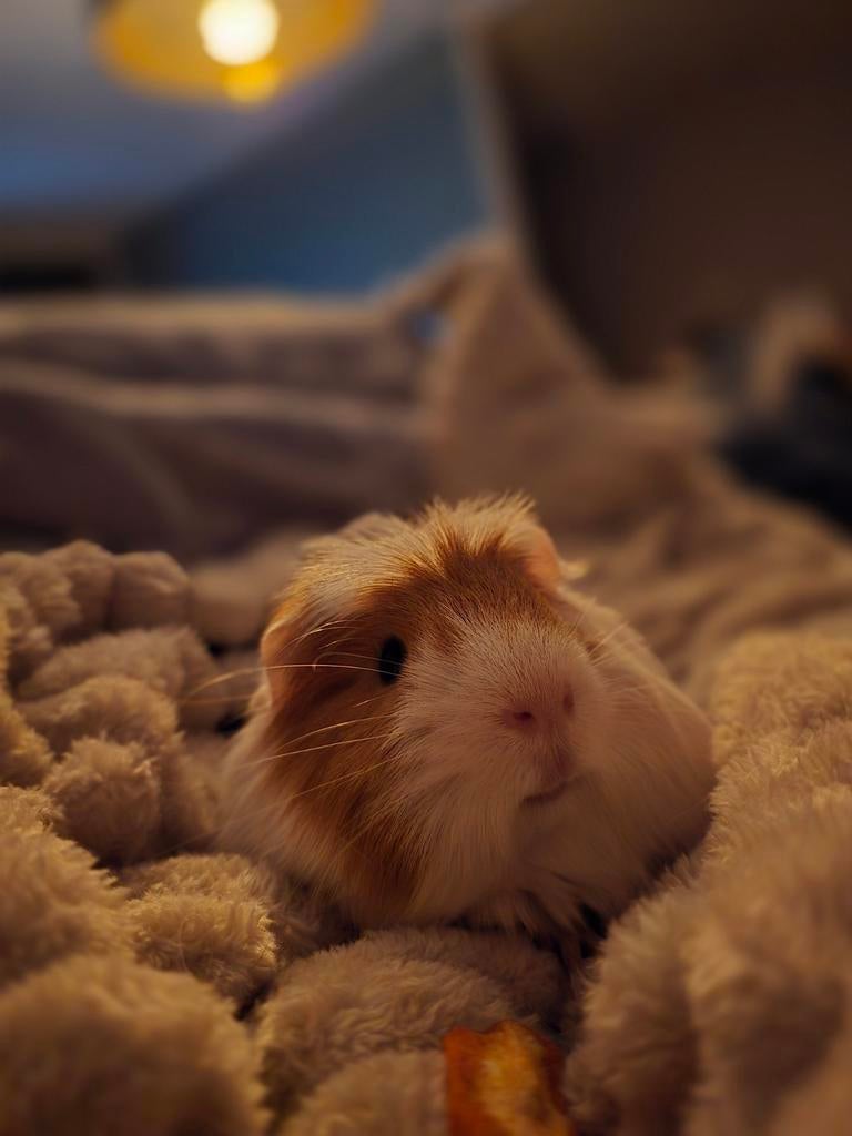 2 cavia's + benodigdheden en hok, September, Mannelijk, Cavia