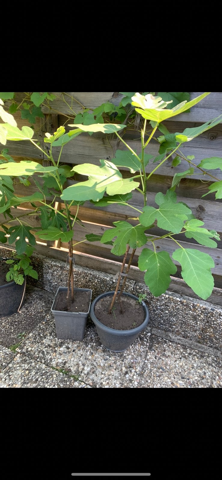 Vijgenboom, Ophalen, Lente, Volle zon, Vijgenboom