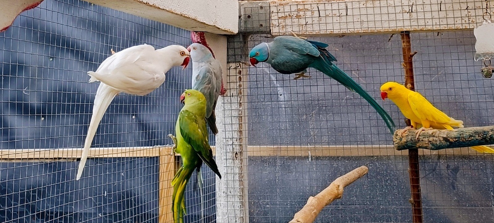 Halsband parkieten, Dieren en Toebehoren, Vogels | Parkieten en Papegaaien, Meerdere dieren, Parkiet