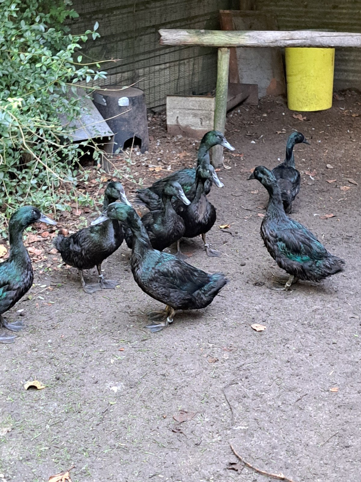 cayuga eend koppel, Dieren en Toebehoren, Meerdere dieren, Eend