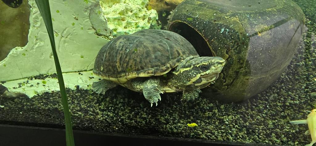 Muskusschildpad te koop Turtle - unknown for sale from Erik