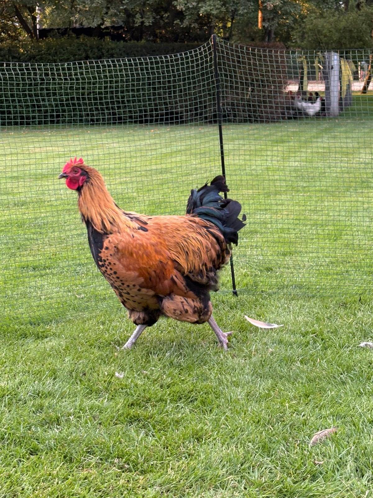 Haan 18 weken, australorp x orpington, Dieren en Toebehoren, Mannelijk, Kip