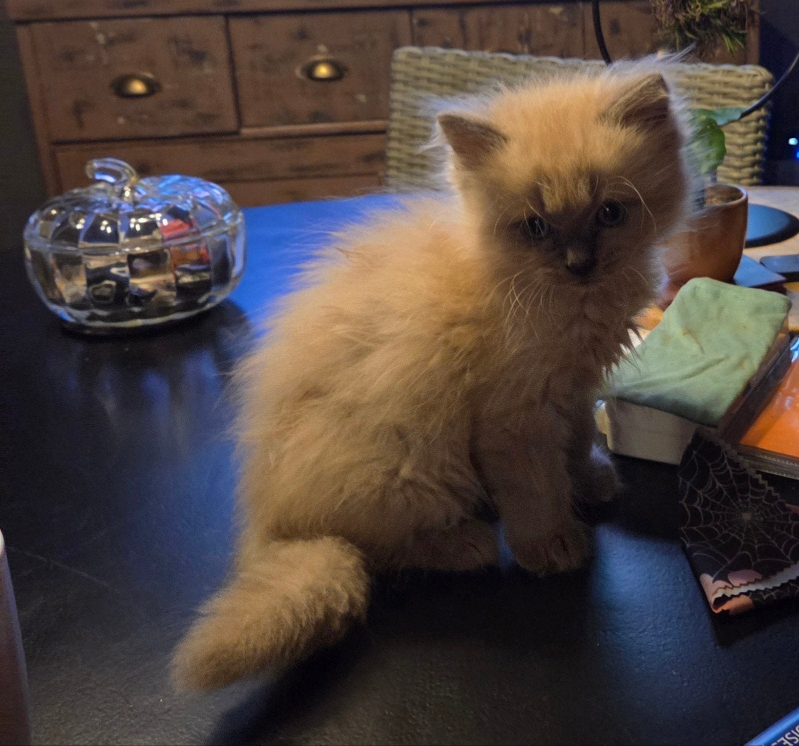 ragdoll katertje, Kater, 0 tot 2 jaar