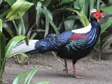 Swinhoe fazanten, Meerdere dieren, Geringd