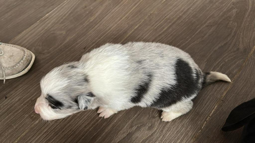 Border collie puppys, Dieren en Toebehoren, Honden | Herdershonden en Veedrijvers, Parvo, België, Particulier, 8 tot 15 weken